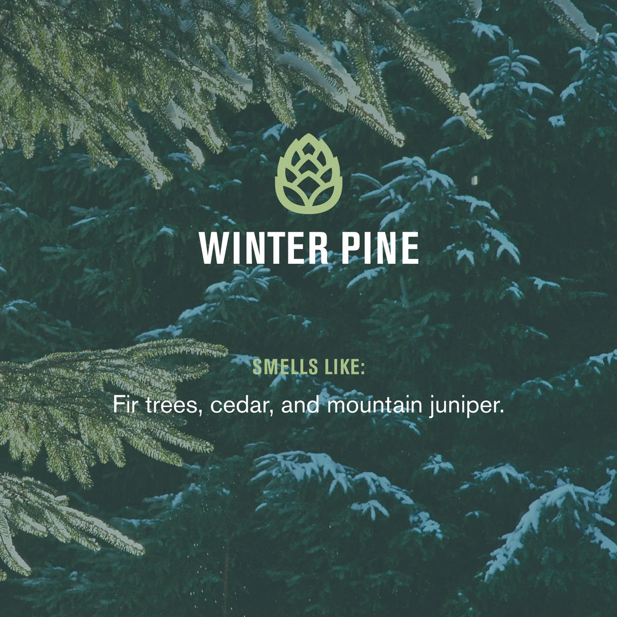 Jabón en barra cold plunge - winter pine